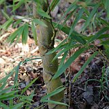 Phyllostachys edulis Kikko-chiku Phyllostachys heterocycla f heterocycla.JPG